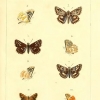 hesperia melotis plate